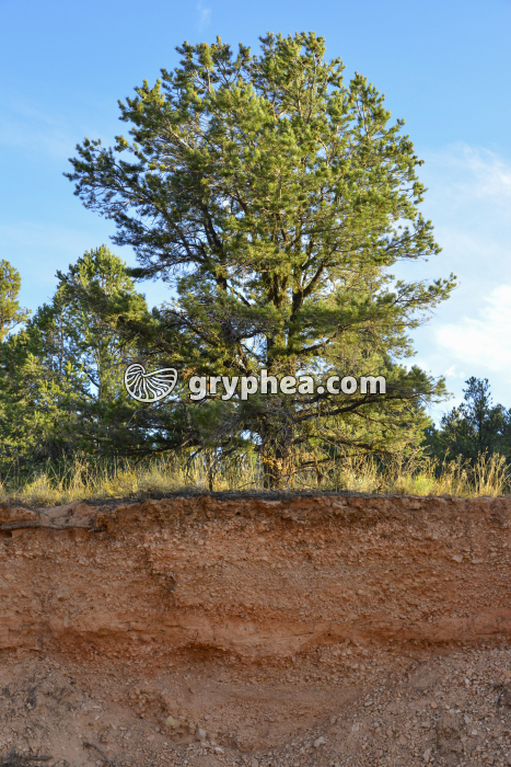 Sol sur sous-sol alluvionnaire - gryphea.com